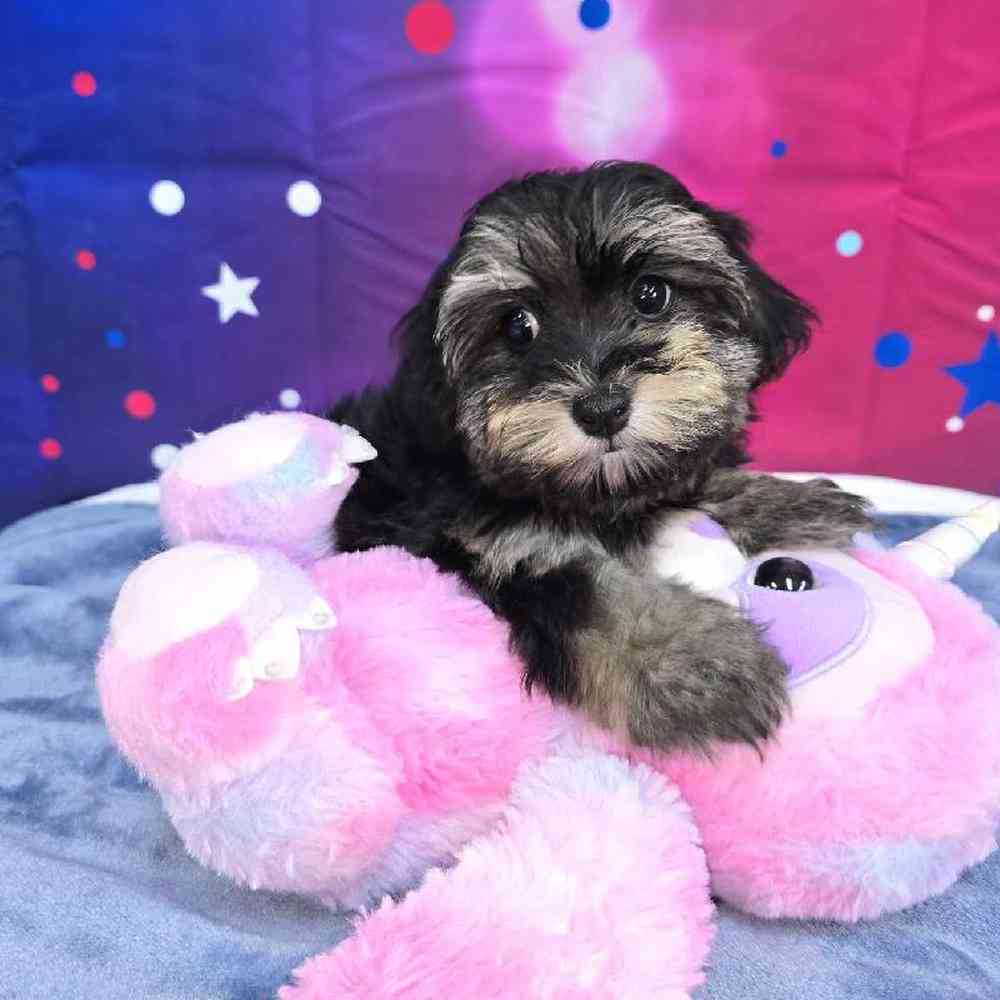 Female Havapoo Puppy for Sale in Virginia Beach, VA