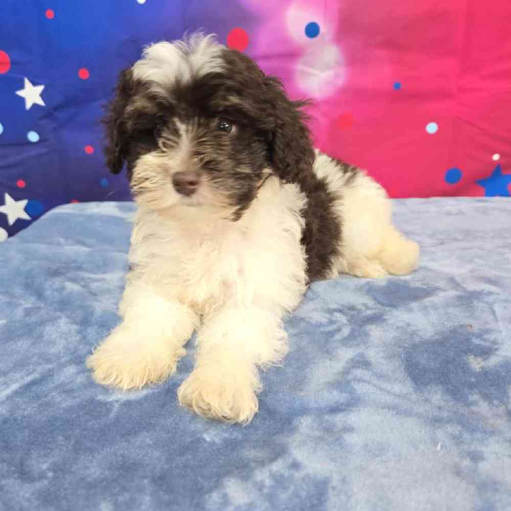 Female Schnoodle Puppy for Sale in Virginia Beach, VA