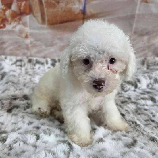 Poodle Toy