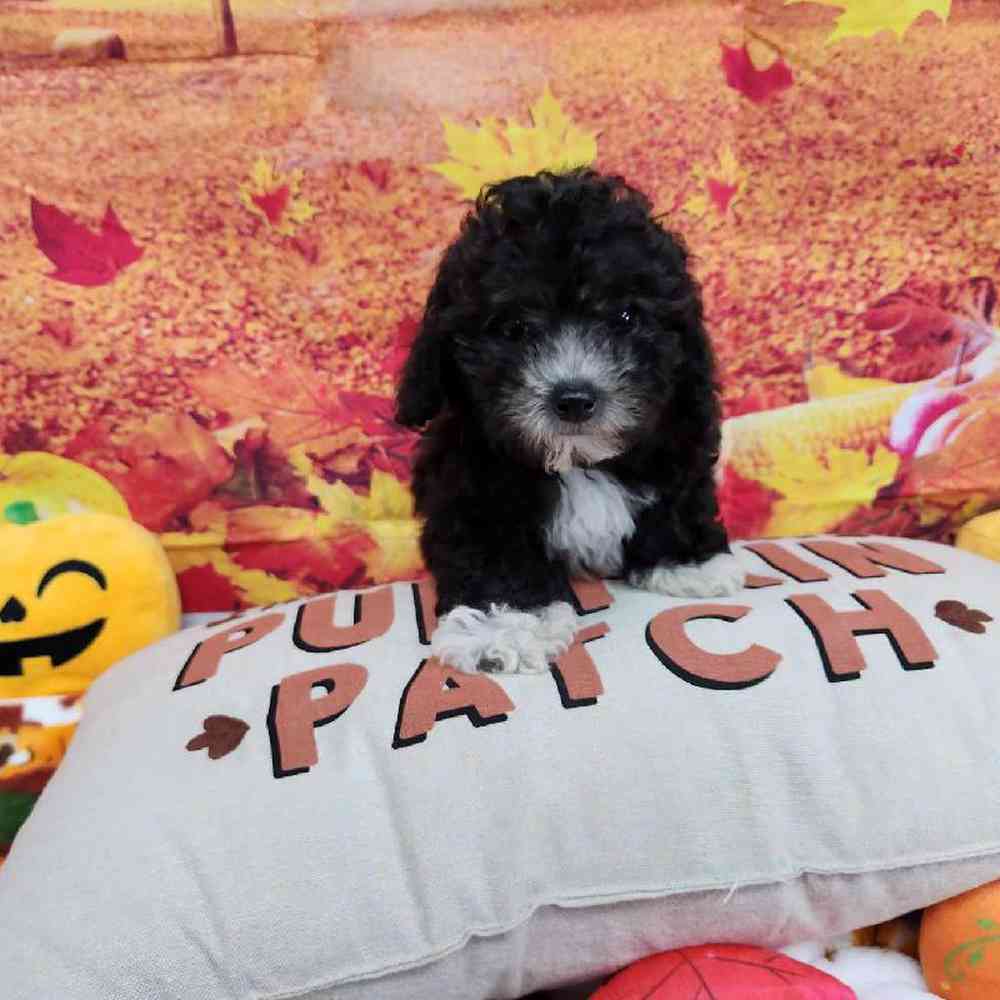 Female Cockapoo Puppy for Sale in Virginia Beach, VA