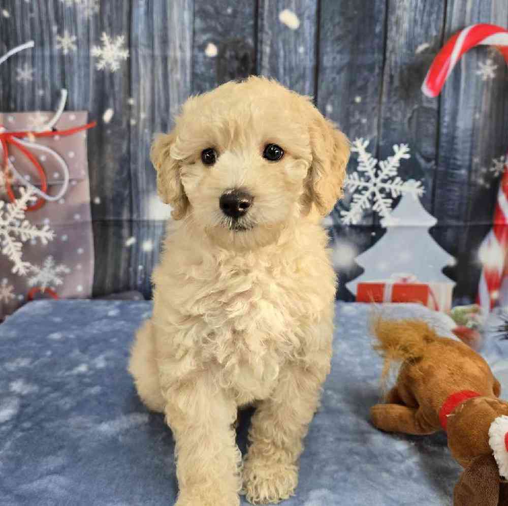 Male Mini Goldendoodle Puppy for Sale in Virginia Beach, VA