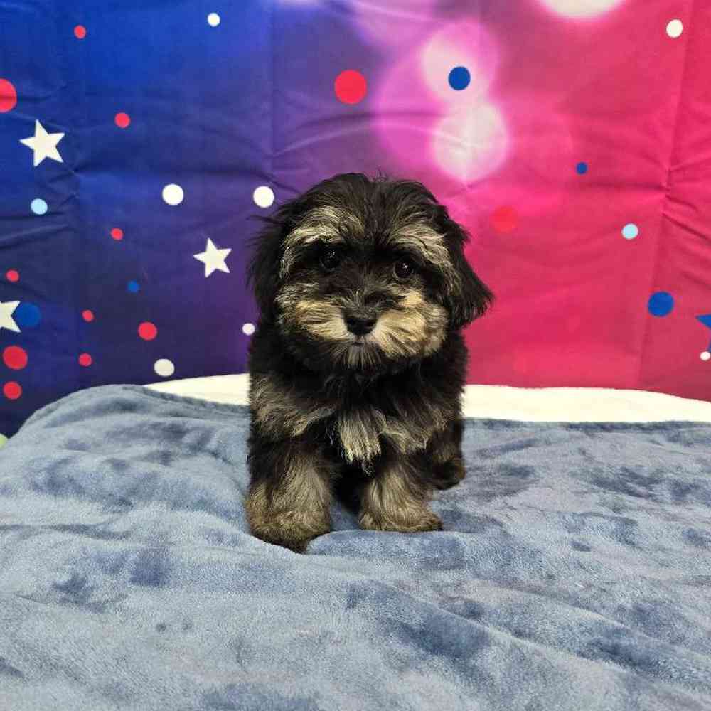 Female Havapoo Puppy for Sale in Virginia Beach, VA