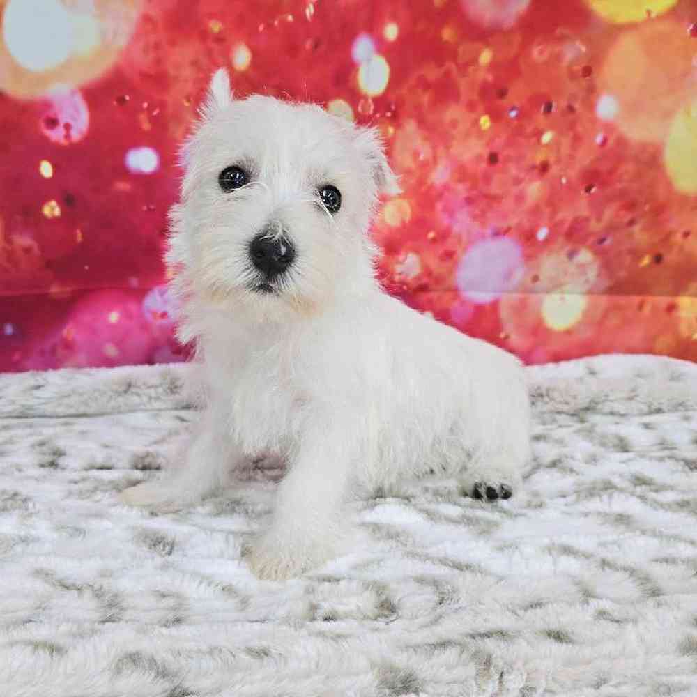 Female West Highland White Terrier Puppy for Sale in Virginia Beach, VA