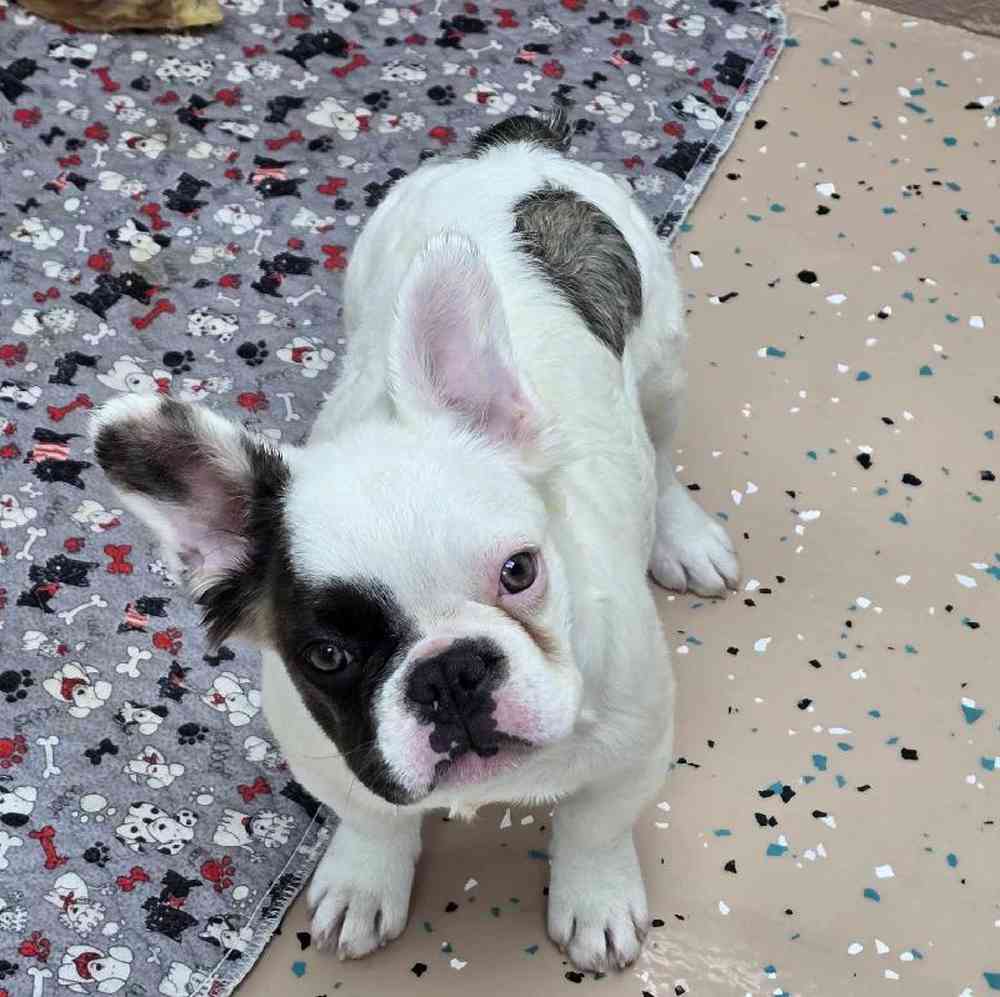 Female French Bulldog Puppy for Sale in Virginia Beach, VA