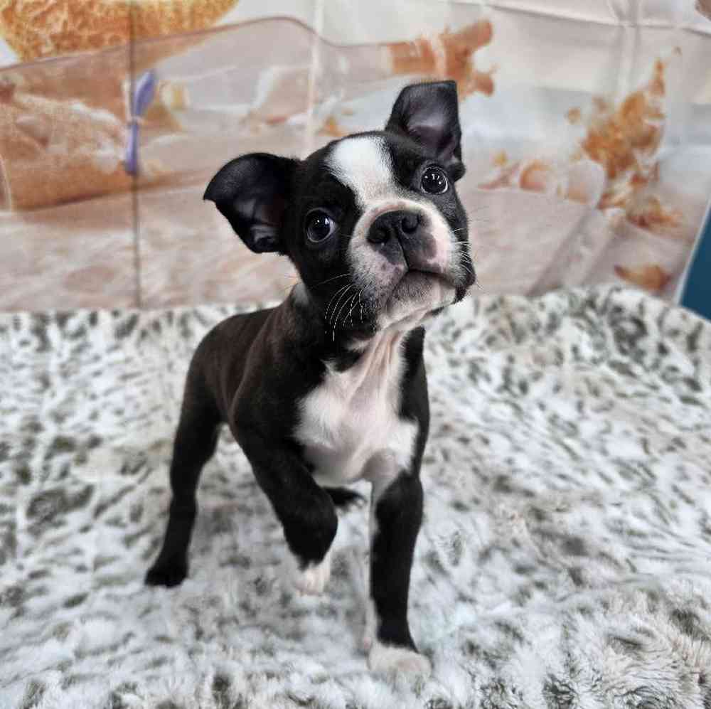 Male Boston Terrier Puppy for Sale in Virginia Beach, VA