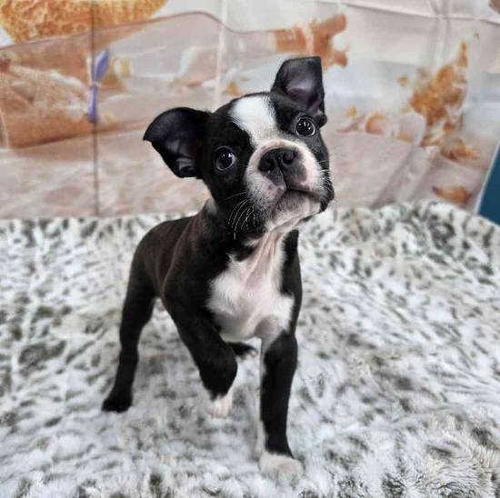 Boston Terrier