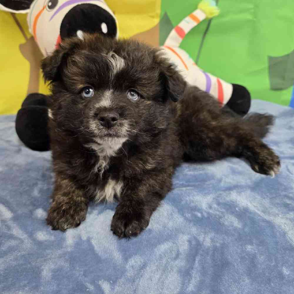 Male Pomsky Puppy for Sale in Virginia Beach, VA