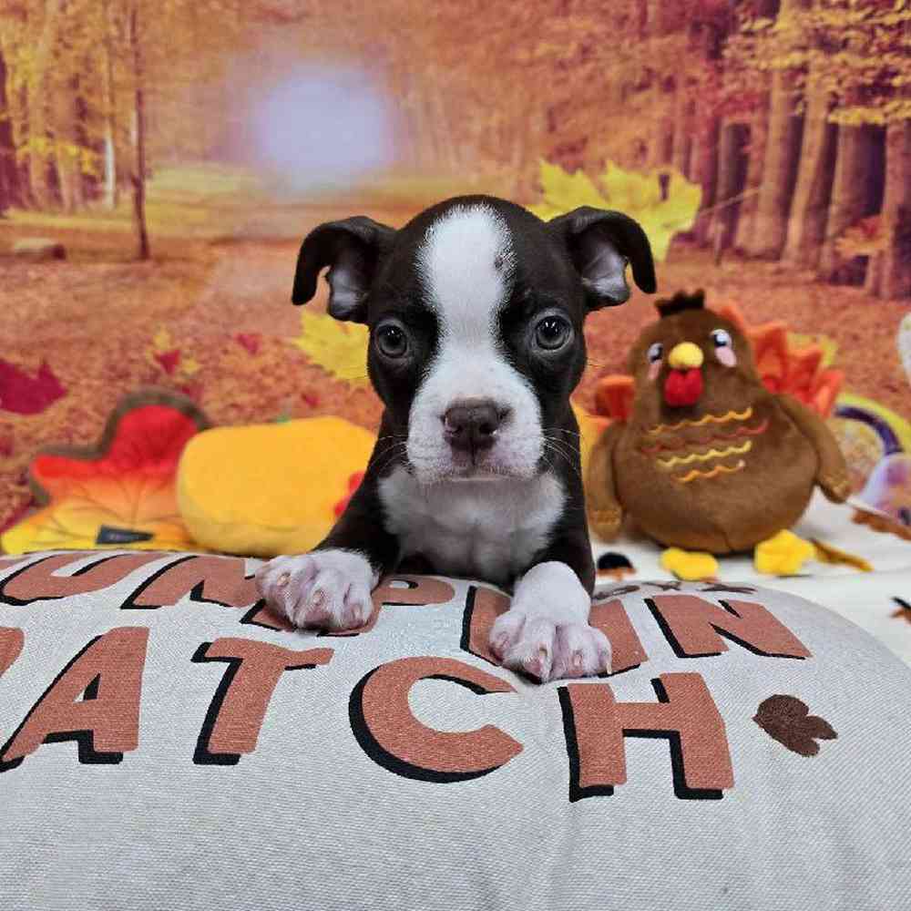 Male Boston Terrier Puppy for Sale in Virginia Beach, VA