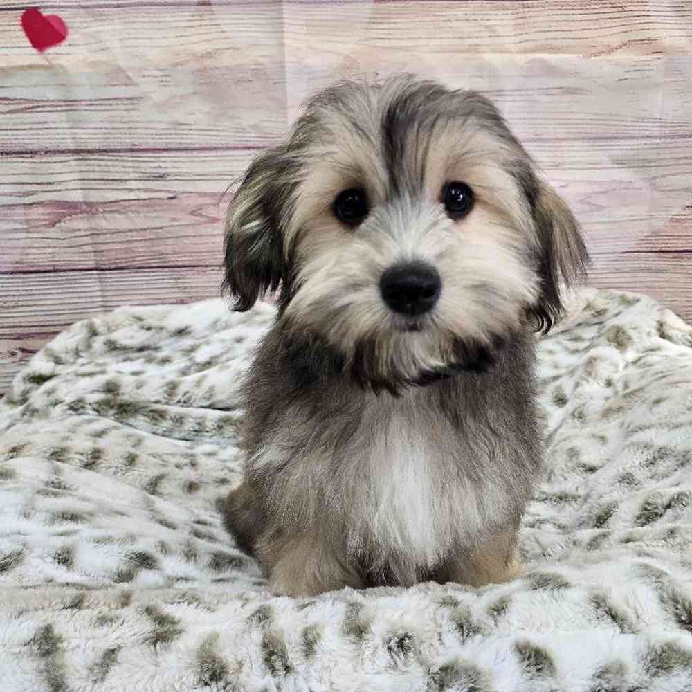 Male Havanese Puppy for Sale in Virginia Beach, VA