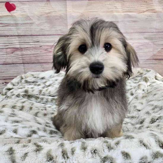 Havanese