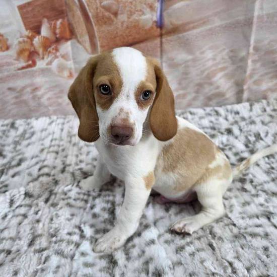Beagle