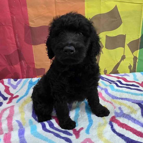 Goldendoodle
