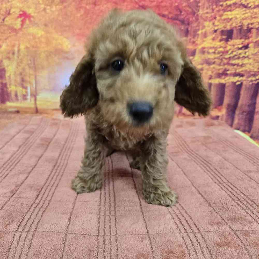 Female Goldendoodle Puppy for Sale in Virginia Beach, VA