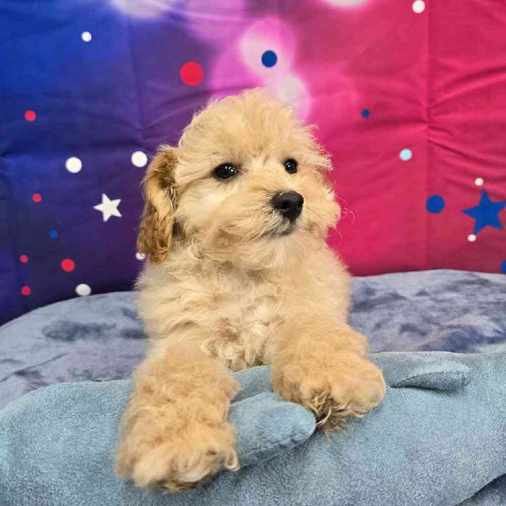 Male Poodle Puppy for Sale in Virginia Beach, VA