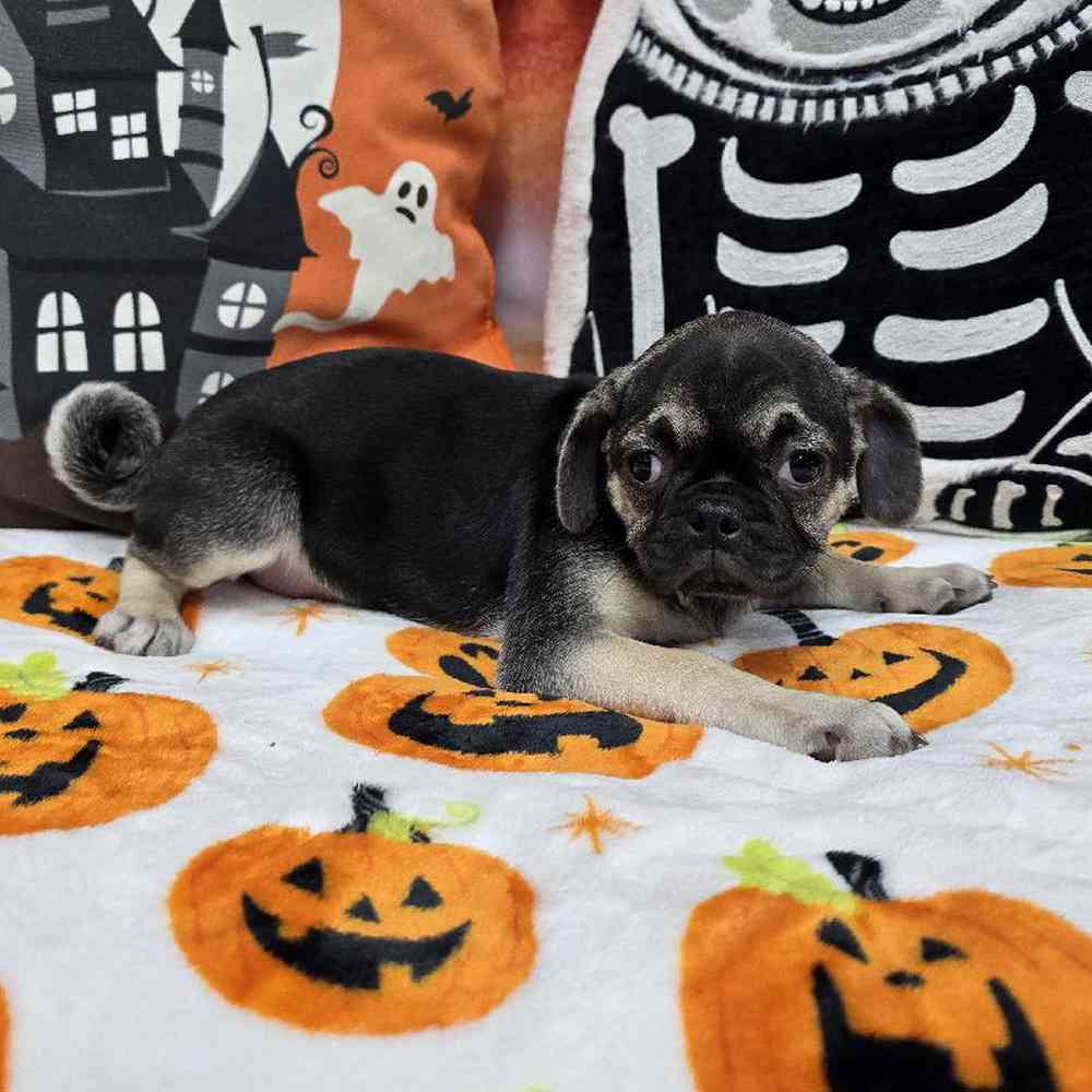 Female Pug Puppy for Sale in Virginia Beach, VA