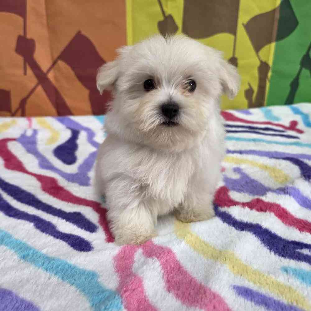 Male Maltese Puppy for Sale in Virginia Beach, VA