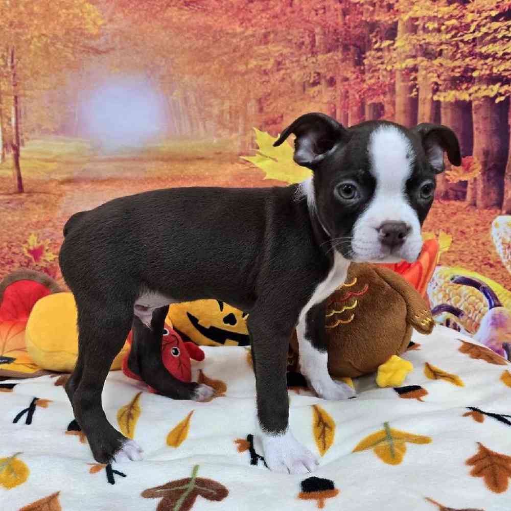 Male Boston Terrier Puppy for Sale in Virginia Beach, VA