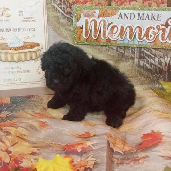 Mini Poodle