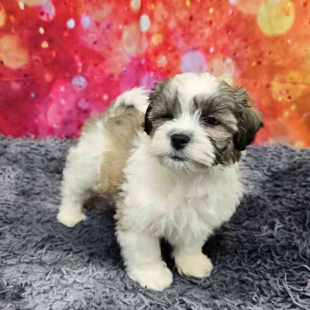 Male Teddy Bear Puppy for Sale in Virginia Beach, VA