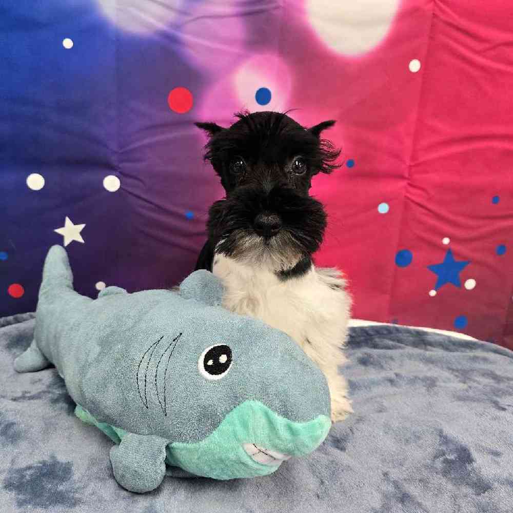 Male Mini Schnauzer Puppy for Sale in Virginia Beach, VA