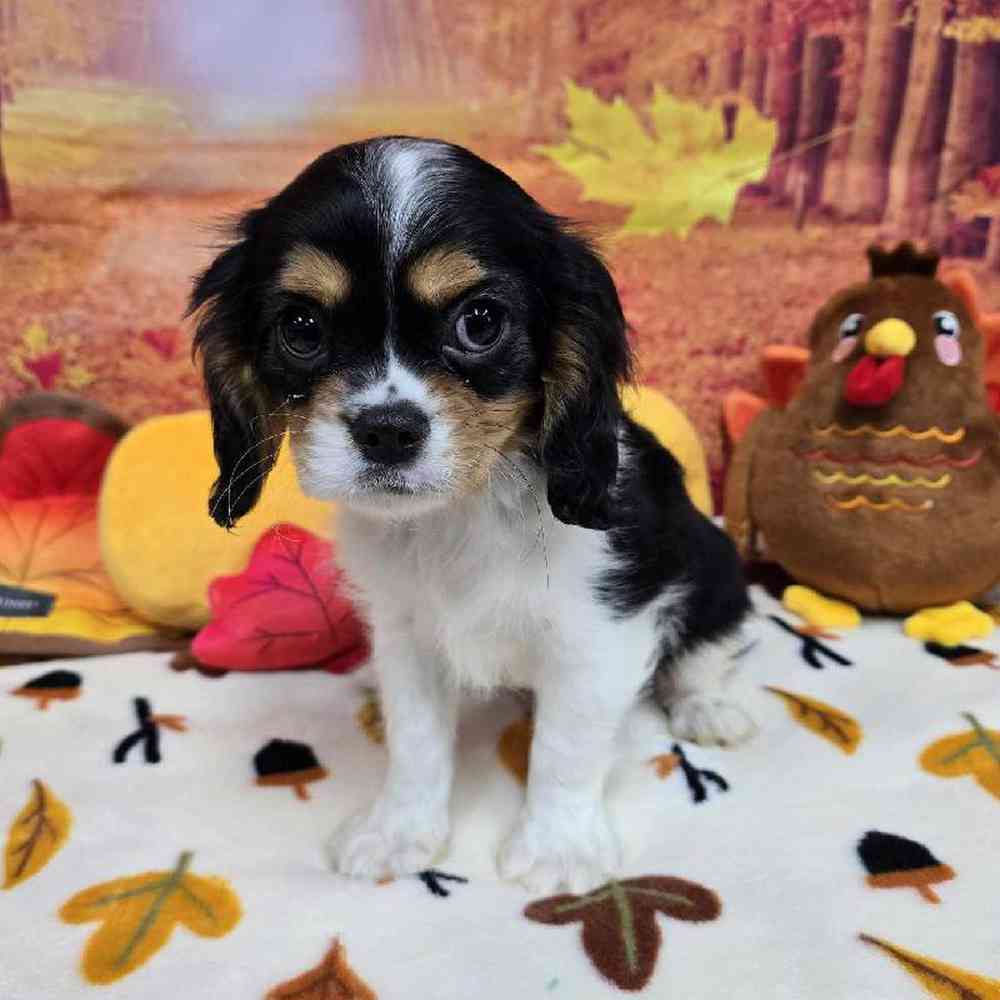 Male Cavalier King Charles Spaniel Puppy for Sale in Virginia Beach, VA