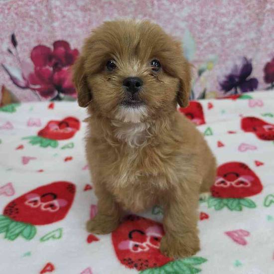 Shipoo