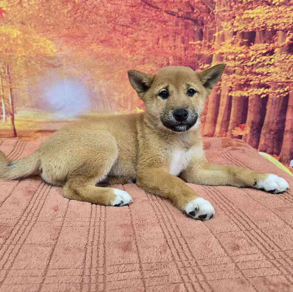 Male Shiba Inu Puppy for Sale in Virginia Beach, VA