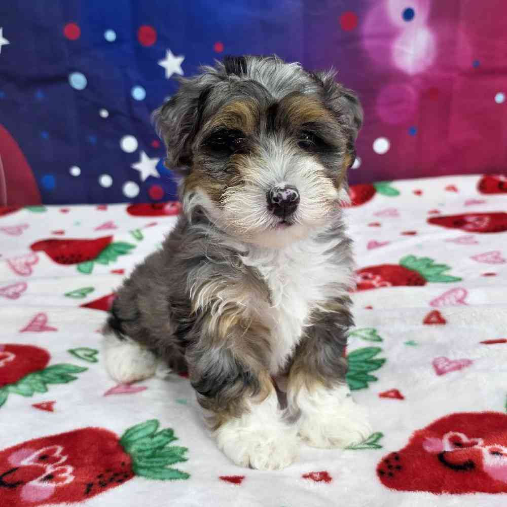 Female Mini Bernadoodle Puppy for Sale in Virginia Beach, VA