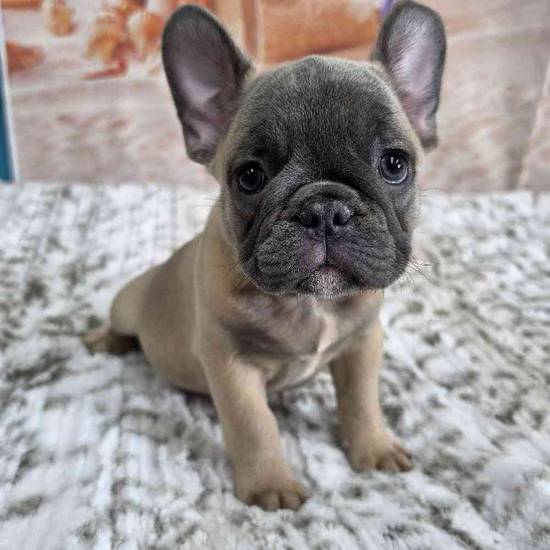French Bulldog