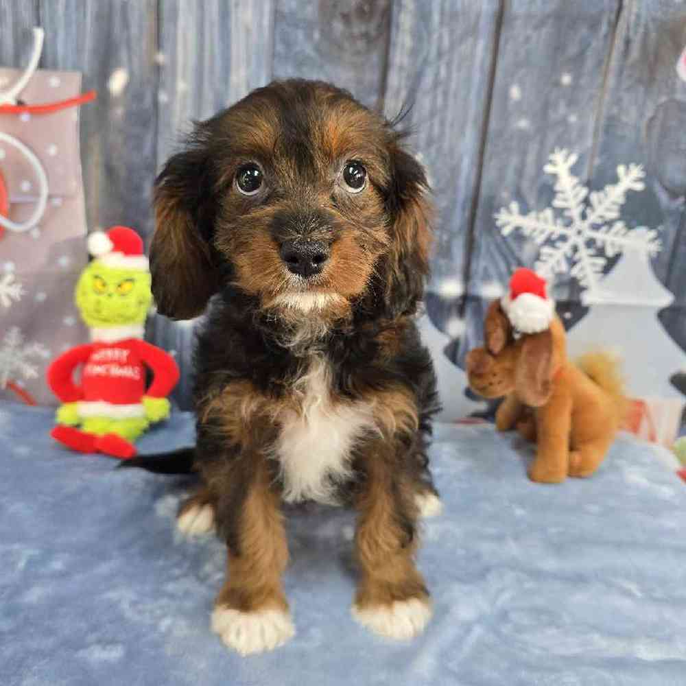 Female Cavapoo Puppy for Sale in Virginia Beach, VA