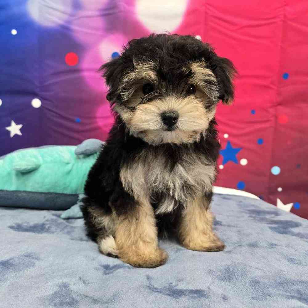 Male Morkie Puppy for Sale in Virginia Beach, VA