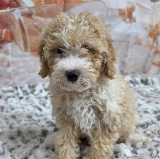 Mini Goldendoodle