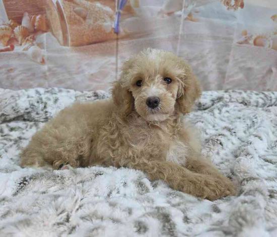 Poodle