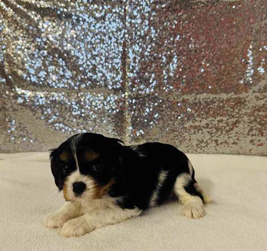 Cavalier King Charles Spaniel