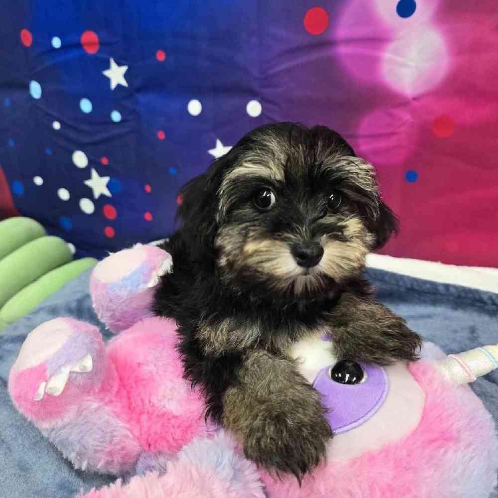 Female Havapoo Puppy for Sale in Virginia Beach, VA