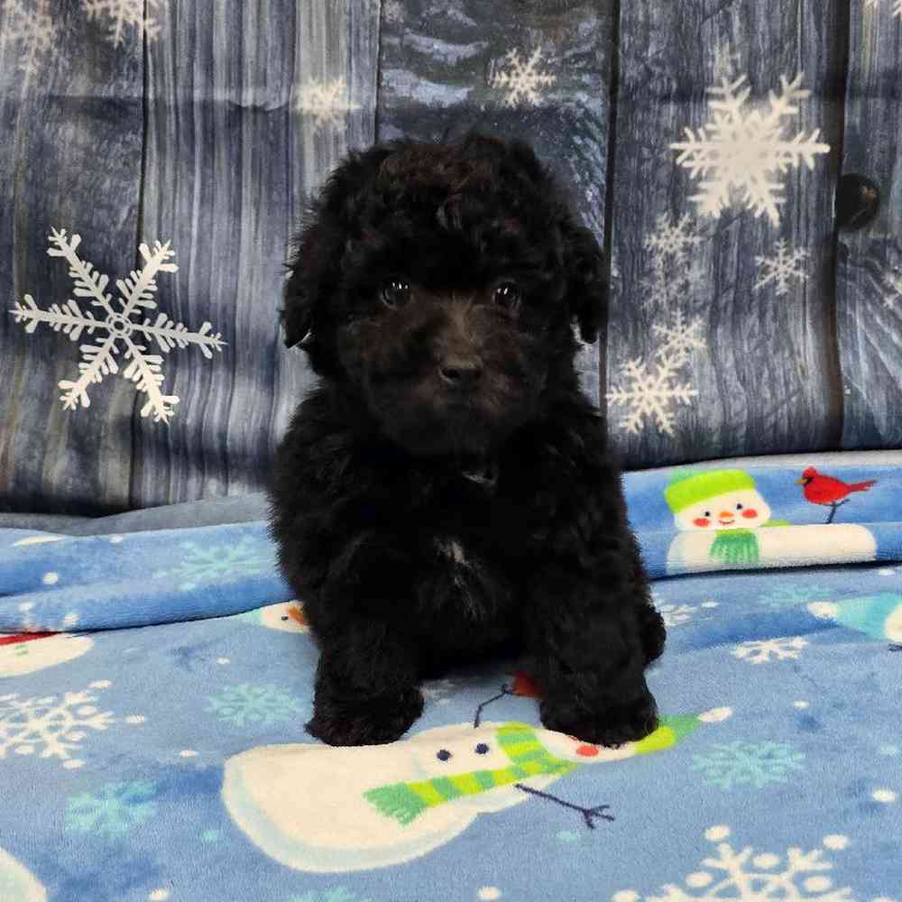 Male Mini Poodle Puppy for Sale in Virginia Beach, VA