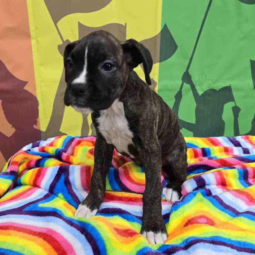 Female Boxer Puppy for Sale in Virginia Beach, VA