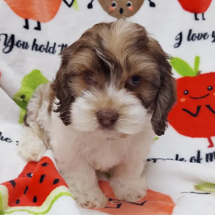 Male Cockapoo Puppy for sale