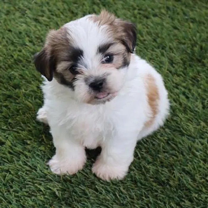 Male Teddy Bear Puppy for Sale in Virginia Beach, VA