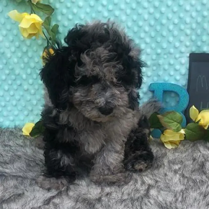 Male Poodle Puppy for sale