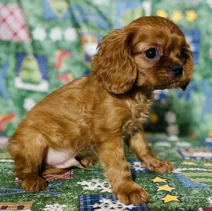 Male Cavalier King Charles Spaniel Puppy for Sale in Virginia Beach, VA