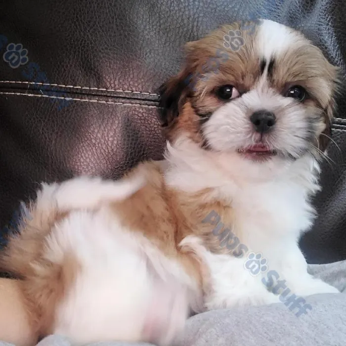 Male Shih Tzu Puppy for sale
