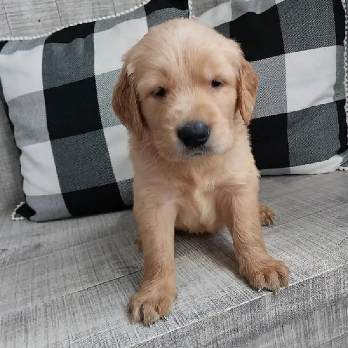 Male Golden Retriever Puppy for Sale in Virginia Beach, VA