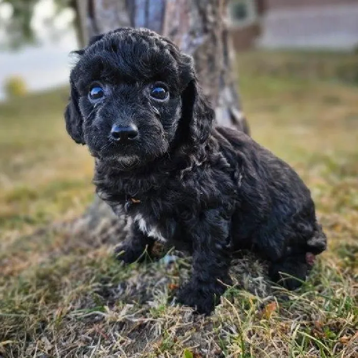 Female Cavapoo Puppy for Sale in Virginia Beach, VA