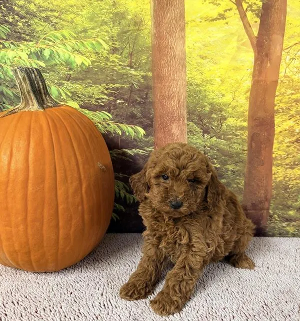 Male Mini Goldendoodle puppy for sale at Pups N Stuff.