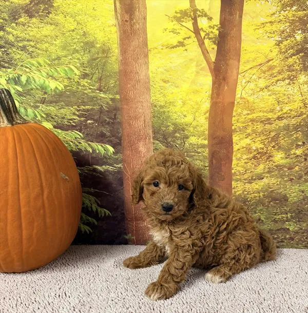 Male Mini Goldendoodle puppy for sale at Pups N Stuff.